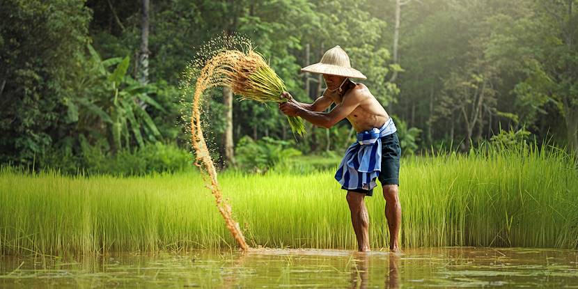 Ferme de riz en Asie du Sud-Est